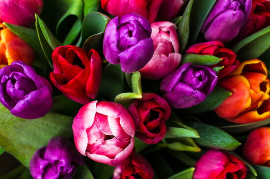 Colorful tulips.