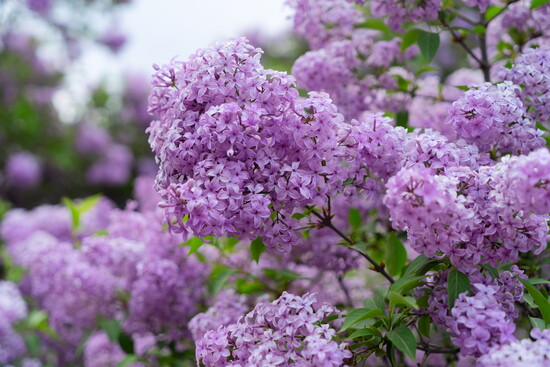 Lilac in bloom. 