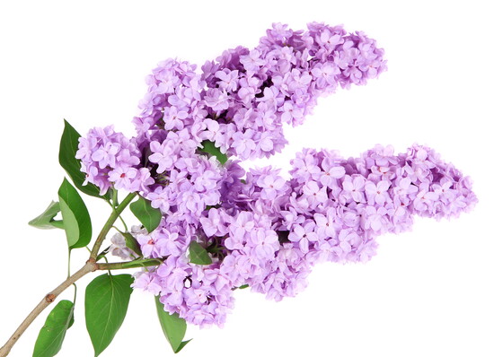 Lilacs. 