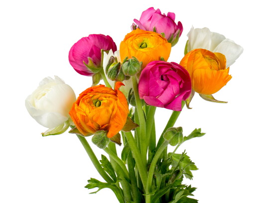 A bouquet of ranunculus. 
