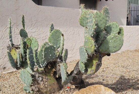 "Cojoined" inspiration photo