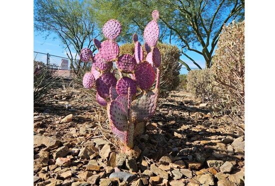 "Wasteland Rose" inspiration photo