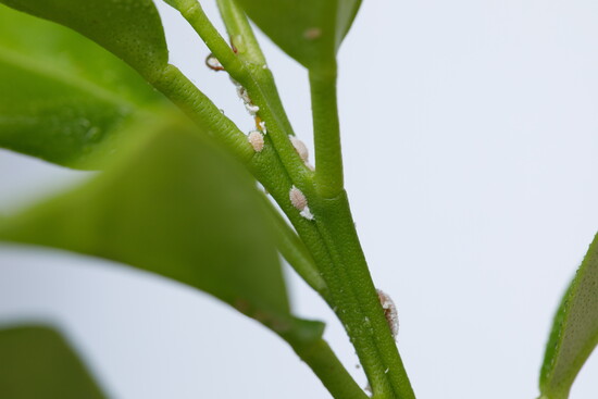 Bugs stay outside