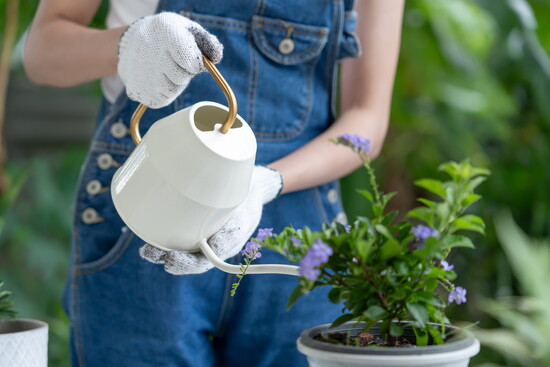 Reduce watering