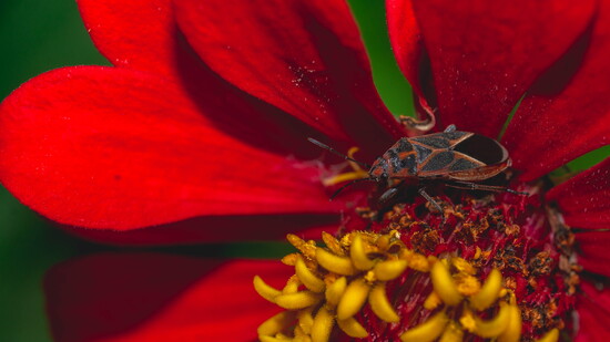 Bugs stay outside