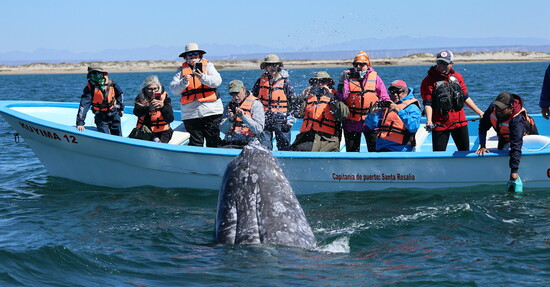Dive with gray whales in the Sea of Cortez.