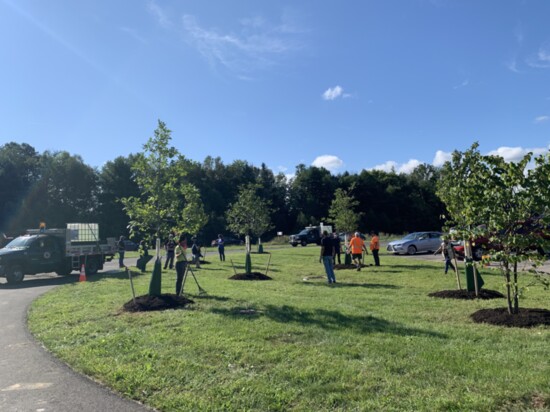 21 native trees were recently planted in Doylestown as part of RePlant Bucks (photographer: Laurie To)