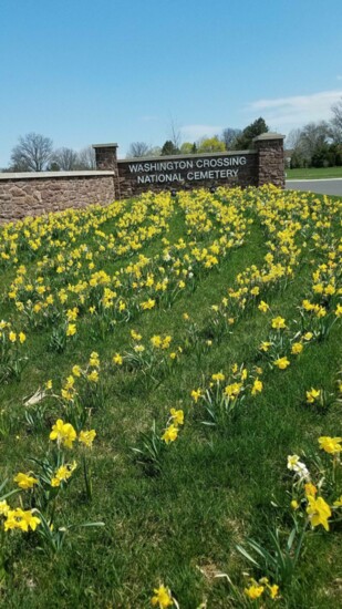 Bulbs for Bucks daffodils planted near Washington Crossing National Cemetery 