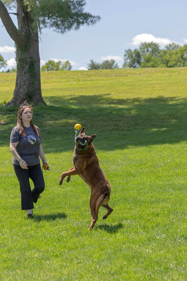 Hollie Kelly with a dog in training. Photo Credit: Kerry Paradis Photography