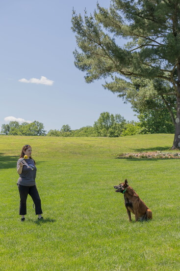 A dog in training. Kelly Paradis Photogaphy