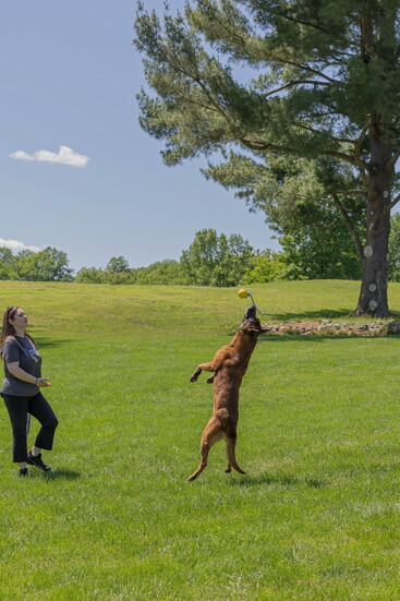 A dog in training. Kelly Paradis Photogaphy