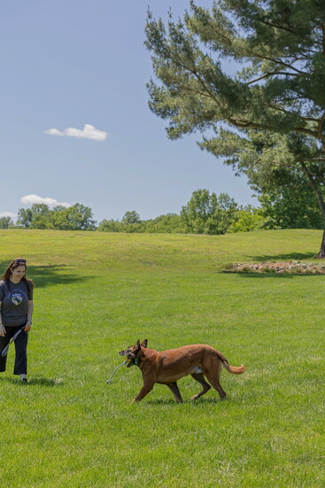 A dog in training. Kelly Paradis Photogaphy