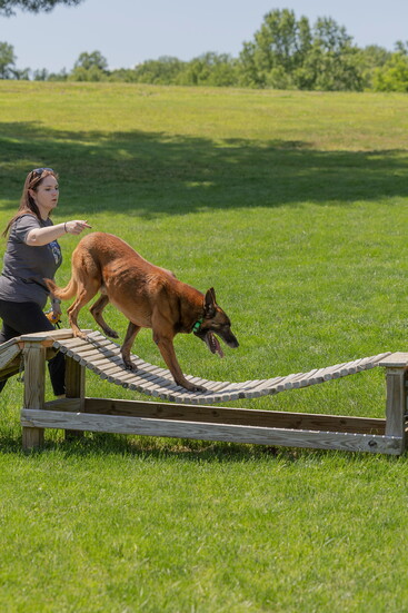 A dog in training. Kelly Paradis Photogaphy