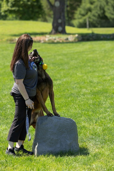 Hollie Kelly with a dog in training. Photo Credit: Kerry Paradis Photography