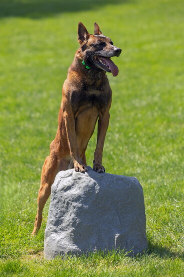 A dog in training. Kelly Paradis Photogaphy