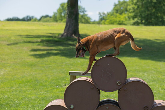 A dog in training. Kelly Paradis Photogaphy
