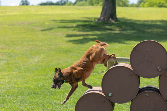 A dog in training. Kelly Paradis Photogaphy