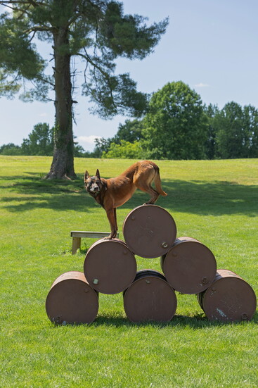 A dog in training. Kelly Paradis Photogaphy