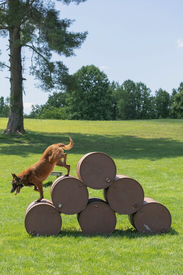 A dog in training. Kelly Paradis Photogaphy