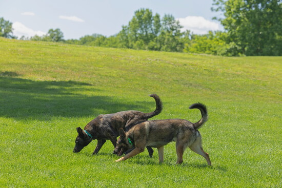 Dogs in training. Photo Credit: Kelly Paradis Photography