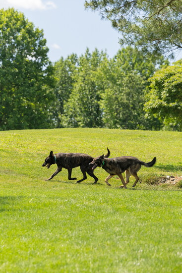 Dogs in training. Photo Credit: Kelly Paradis Photography