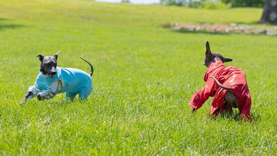 Dogs in training. Photo Credit: Kelly Paradis Photography