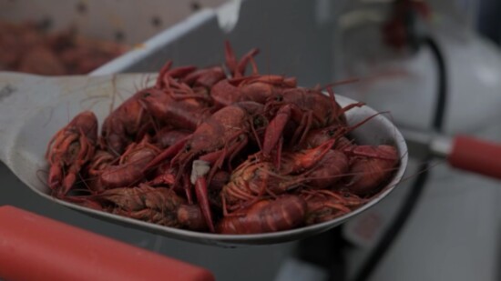 Delicious crawfish, the star of the Boil