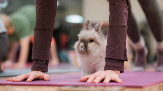 Featured image for Bunny Yoga With Rabbit Rescue of Minnesota