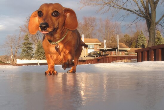 Kali, official mascot of Burling at its dawn, examines the Jugrnauts' ice sheet before play.