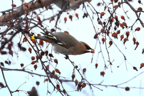 Bohemian Waxwing