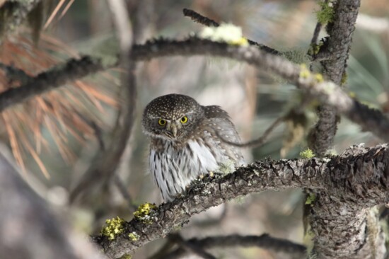 Northern Pygmy Owl