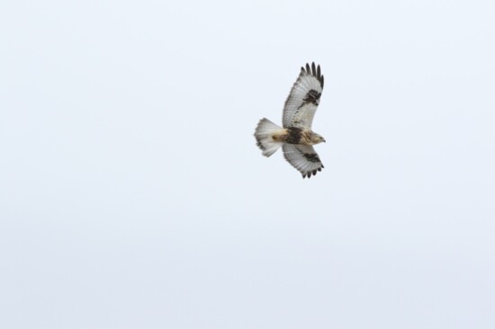 Rough-legged Hawk