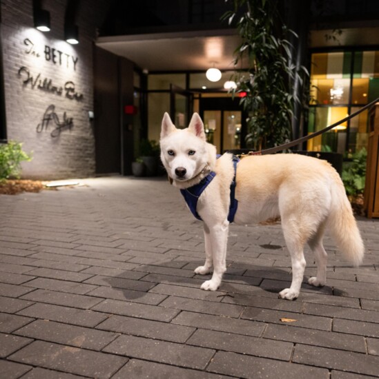Dog in front of The Sylvan Buckhead Hotel 