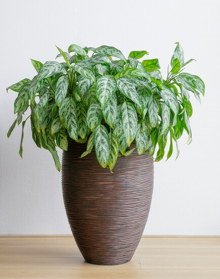 Chinese Evergreen