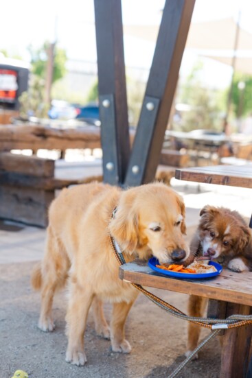 Bear, a 7-year old Golden Retriever, and Zeppelin, a 12-year old Mini Australian Shepherd, share a meal when their owner, Edwin Campos, visits On Tap.  