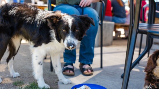 Ninak, a nine-month old Border Collie, enjoys her frisbee plate of waffles with gravy from Hungry Hound at the On Tap food truck lot.