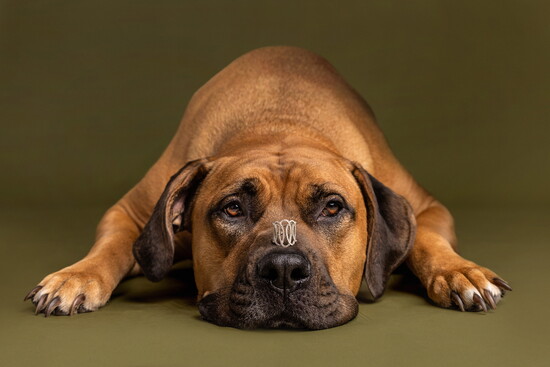 Coco Cane Corso