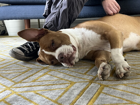 Layla offers comfort and calm during a therapy session with a young patient. 