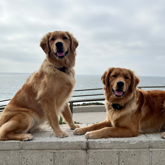 Golden Retriever siblings Laci and Luca.