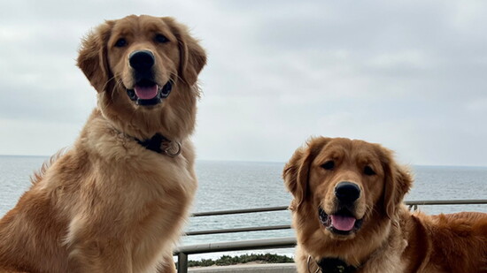 Golden Retriever siblings Laci and Luca.