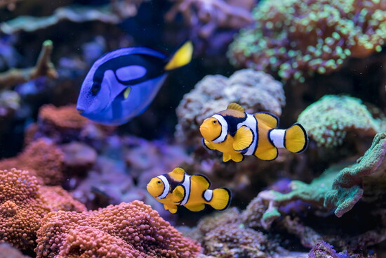Clown Fish and Hippo Tang
