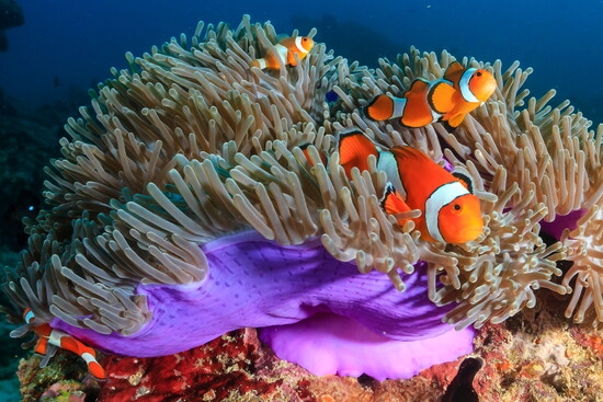 Clownfish in Anemone