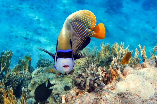 Emperor Angelfish
