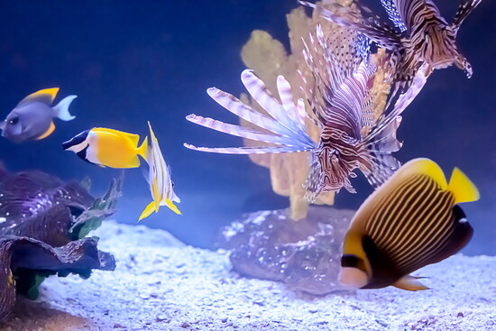 Emperor Angel fish, Lionfish, Yellow Tang