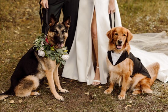 Dog lover Rachel delights in having pets included in couples' wedding celebrations.