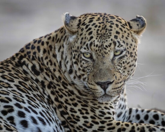 In his trips around world, Dr. Scott Kasden has found himself within yards of several big cats like this leopard. 