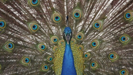 A peacock in an Arlington neighborhood shows off for Dr. Kasden.