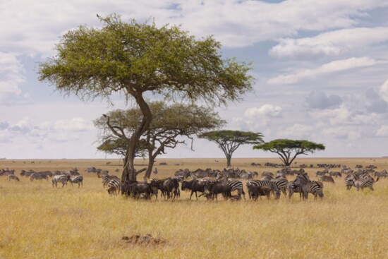 Zebra and wildebeest fill the savannah during Dr. Kasden's safari in Africa.