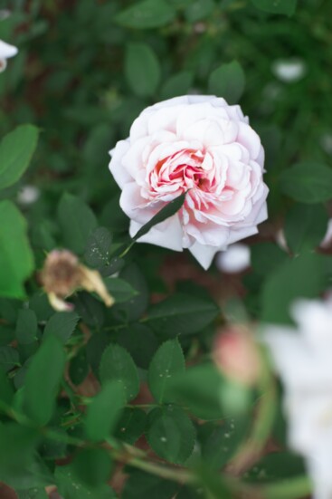 A single rose at Lewis Ginter Botanical Garden by Nia Negrette