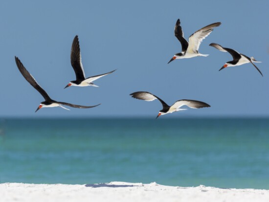 Black skimmers flying in formation.